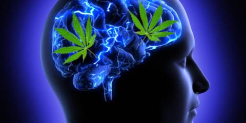 大麻影响青少年的大脑